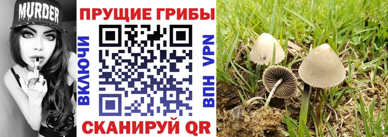 Псилоцибиновые грибы прущие грибы  Каргат 